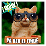 gato con binoculares